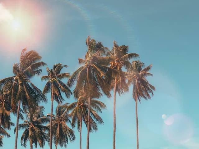 Palmeras